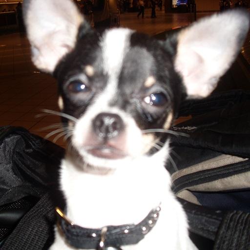 Wallpaper Changer icon