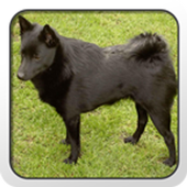 Schipperke Theme - Nova/ADW/GO icon