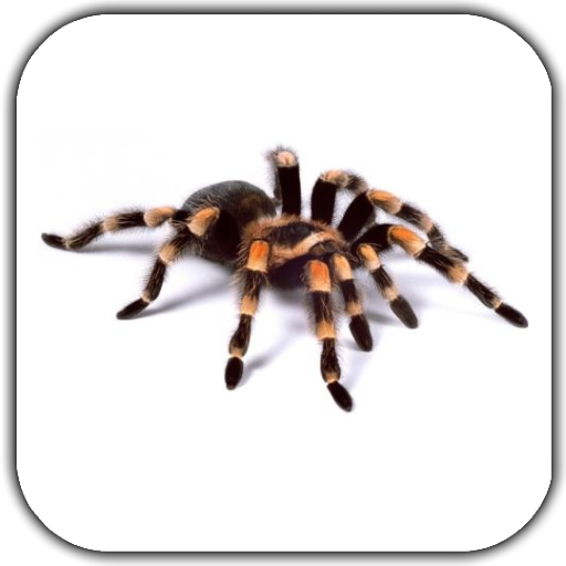 Spider Video Live Wallpaper icon