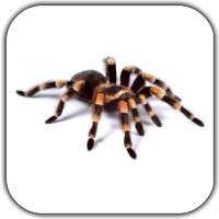 Spider Video Live Wallpaper