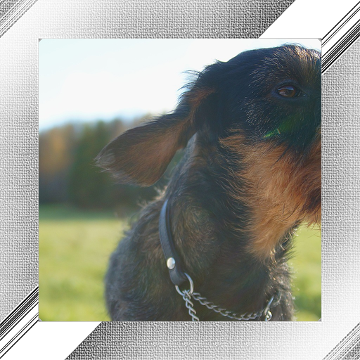 Dog Photo Frames icon