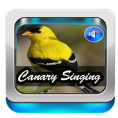 Canary Singing Birds Sounds icon