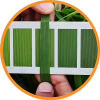 PAU Urea Guide on 9Apps