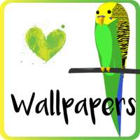 I Love Parakeets Wallpaper App on 9Apps