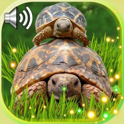 Turtles Cute Live Wallpaper icon