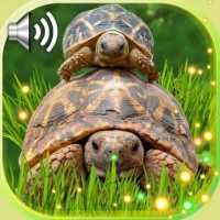 Turtles Cute Live Wallpaper on 9Apps