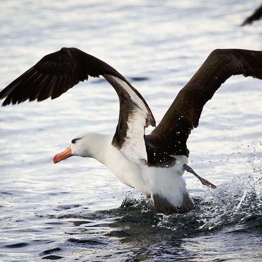 Albatross Live Wallpaper Free icon