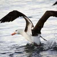 Albatross Live Wallpaper Free