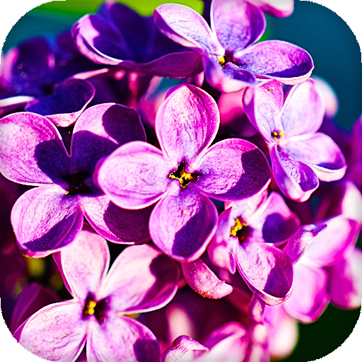 Lilac Flowers Live Wallpaper (Backgrounds) icon