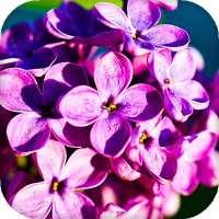 Flores Lila Live Wallpaper on 9Apps