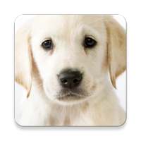 Puppy dog Sounds ~ Sclip.app