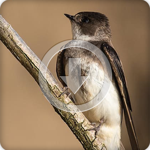 Swallow Bird Sounds Ringtone icon