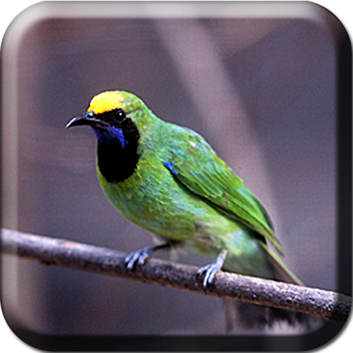 Master Kicau Cucak Ijo иконка