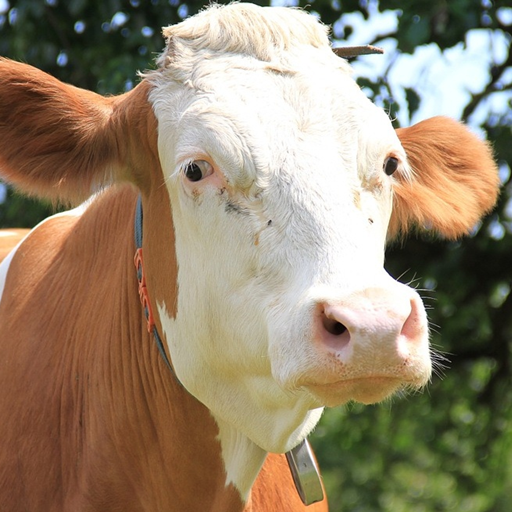 Vaca Papel de Parede icon