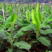 Banana Cultivation أيقونة