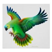 Parrot Bird HD Wallpaper icon