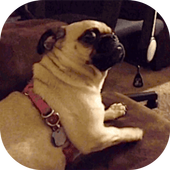 Gifs For Facebook Comments icon