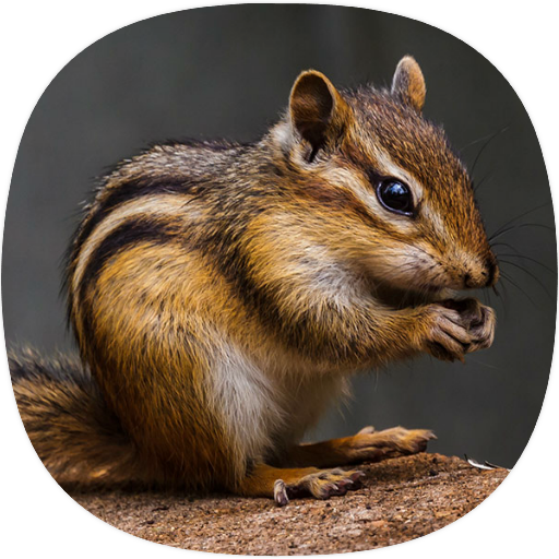 Chipmunk Sounds icon