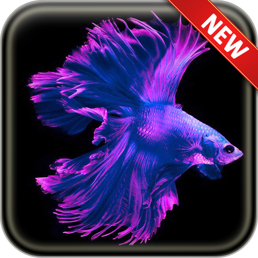Betta Fish Wallpapers icon