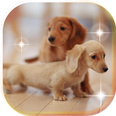 Puppy Fanny live wallpaper icon