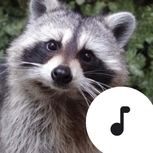 Raccoon Sounds icon