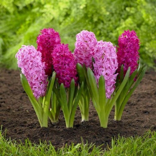 نبتة أمل - a plant of hope icon