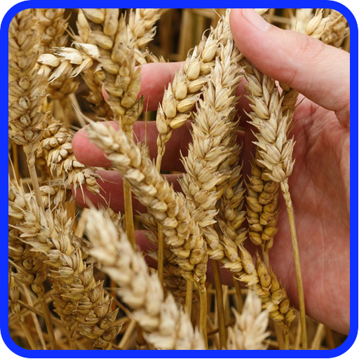 Wheat Recipes: Wheat flour, bread recipes icon