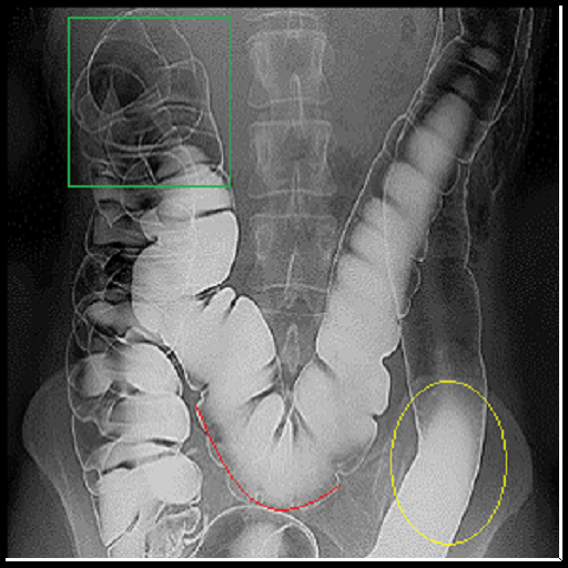 Aparato digestivo en preguntas icon