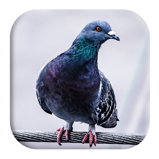Pigeon Sounds icon
