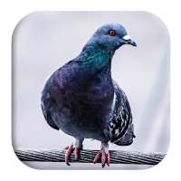 Pigeon Sounds on 9Apps