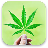 3D Marijuana Live Wallpaper icon
