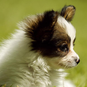 Japanese Chins Jigsaw Puzzle icon