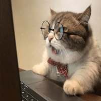 Funny Cat Best Videos