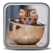 Kittens Wallpapers icon