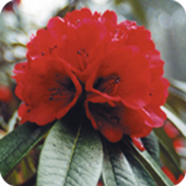 UC Botanical Garden Tour icon