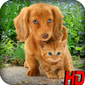 Dogs and Cats Wallpapers icon