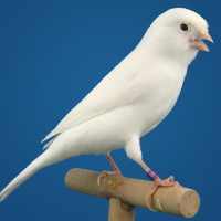 Canário Belga Campainha