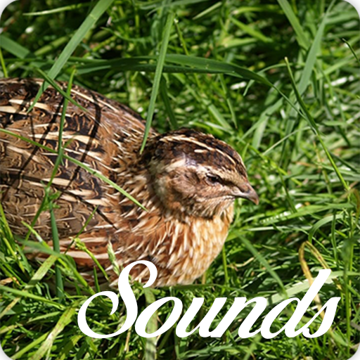 Quail Bird Call Sounds and Ringtone Audio icon