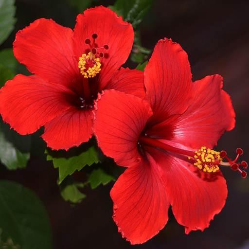 Hibiscus Flower Wallpaper Hd icon