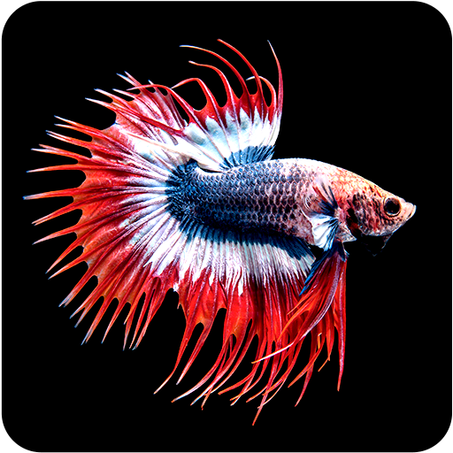 Betta Fish Wallpaper icon