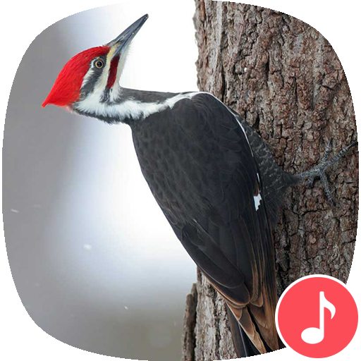 Appp.io - Woodpecker bird sounds أيقونة