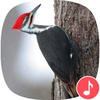 Appp.io - Woodpecker bird sounds on 9Apps