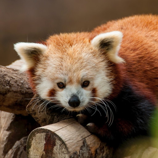 Animal Sounds - With Birds icon