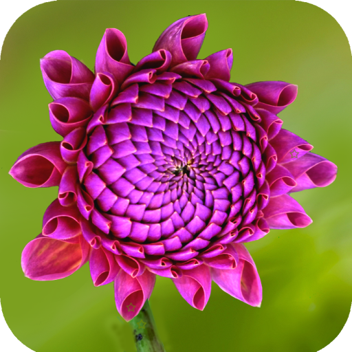 Purple Flower Wallpaper icon