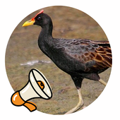 Watercock Sound icon