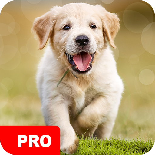 Dog Wallpapers PRO icon
