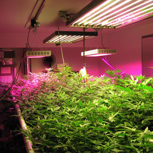 Growth and Development icon