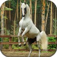 Horses Live Wallpaper (wallpapers & backgrounds) on 9Apps