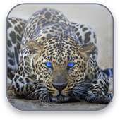 Leopard Free Video Wallpaper on 9Apps
