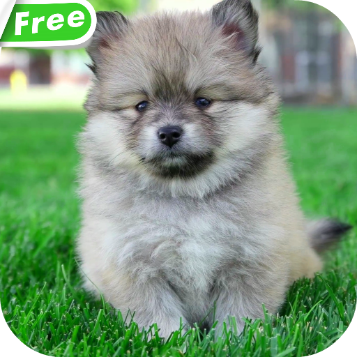 Cute Puppies Video Wallpaper icon